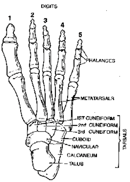 Limb Bones